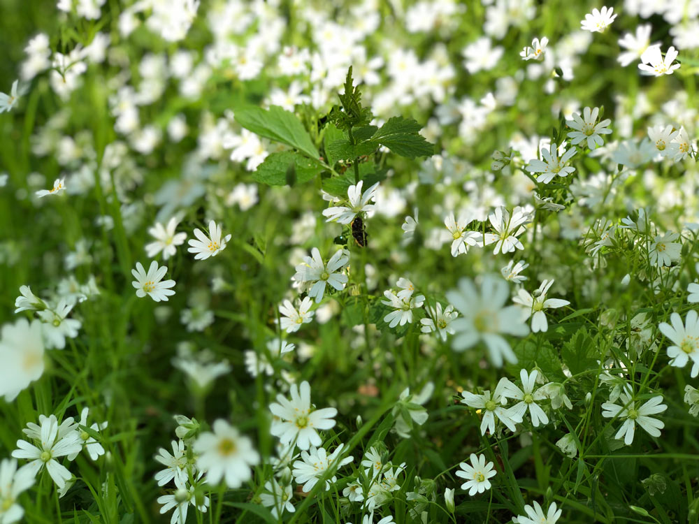 Kildebakken natur